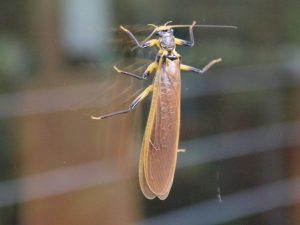 体長40mmのトビケラ系虫・表側