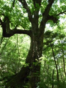 前回，最上流沢の例の大木 photo by 入渓者Ｏさん from 高知