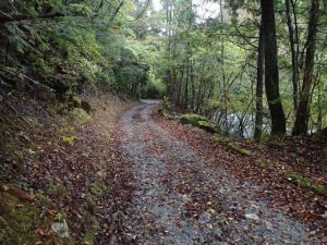 中野川川沿いの落ち葉林道_1023