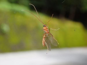 TGの顕微鏡モード撮影で．．チョイグロ？.