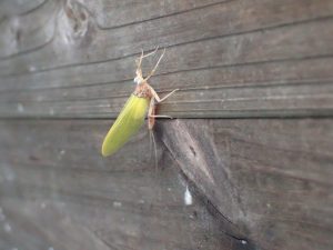 大き目虫が飛んでるんですけど・・