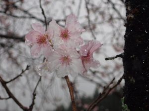 194号線・桑瀬川沿いの寒桜_1022