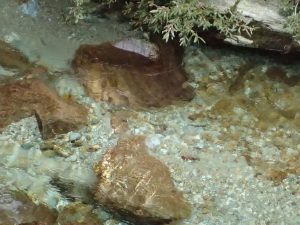 神社下チョイ下流の産卵ポイントでのバトル