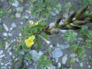 中野川の秋野花