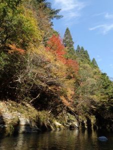 紅葉中野川-photo-by-入渓者Ｓさん-from-広島_1105