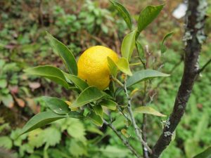 斜面のユズの木に・・小さな実が二個！