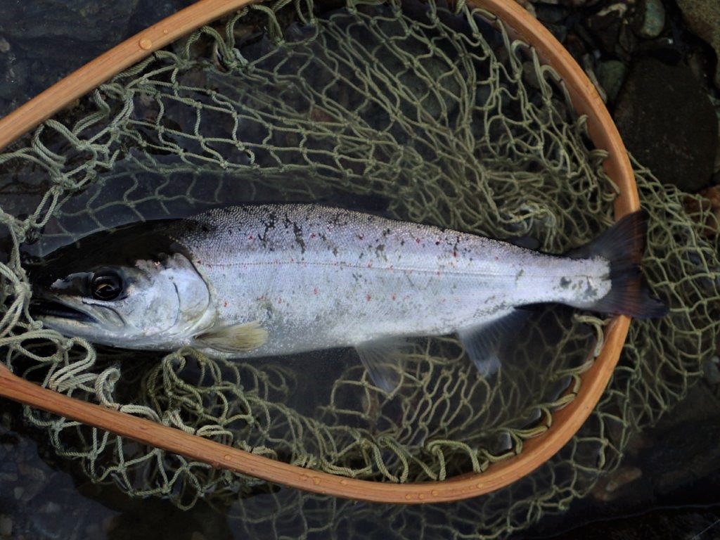 仁淀 上八川 冬季あめご釣り場 釣行報告 1118 16