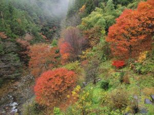 斜面の終盤紅葉_1120