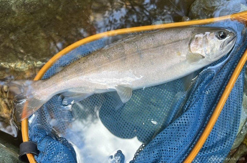 画像に alt 属性が指定されていません。ファイル名: 61.2_石原さん中野川29cmアマゴ・26番_1108-1024x677.jpg