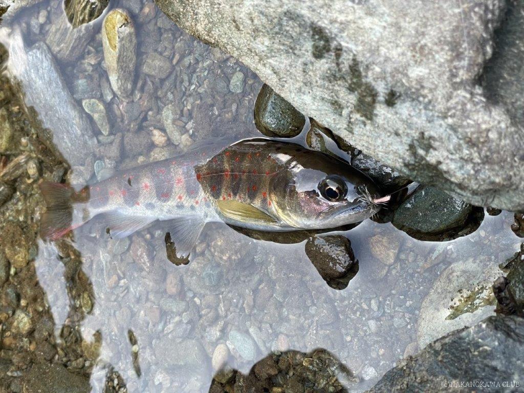 画像に alt 属性が指定されていません。ファイル名: 0212_IMG_7610-1024x768.jpg