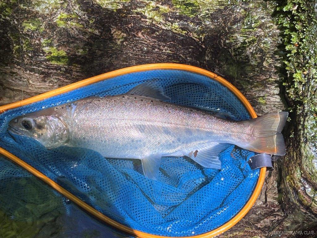 画像に alt 属性が指定されていません。ファイル名: 138_石原さん中野川26番・30.5cm_-0510.jpg