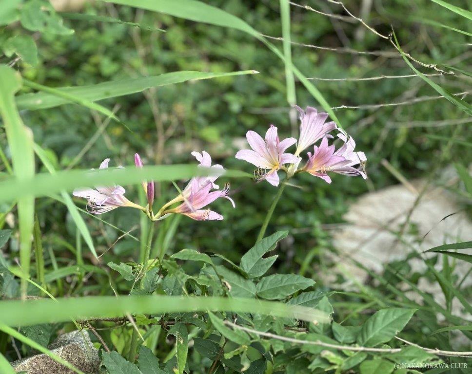 画像に alt 属性が指定されていません。ファイル名: 35.1_渡辺さん木地山ナツズイセン_0805.jpg